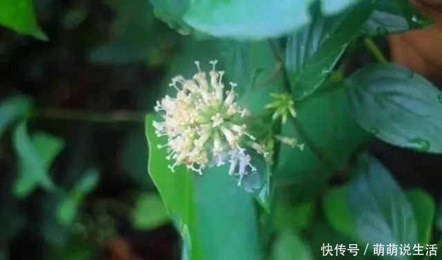  叶子|农村这植物叫“牛白藤”，有好用，遇见记得采摘一些