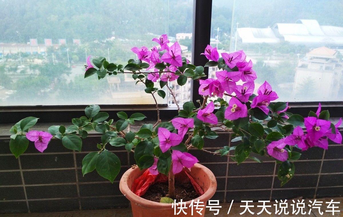 玉树|7种花，天冷要“静养”，少水断粮多晒晒，长得更健壮