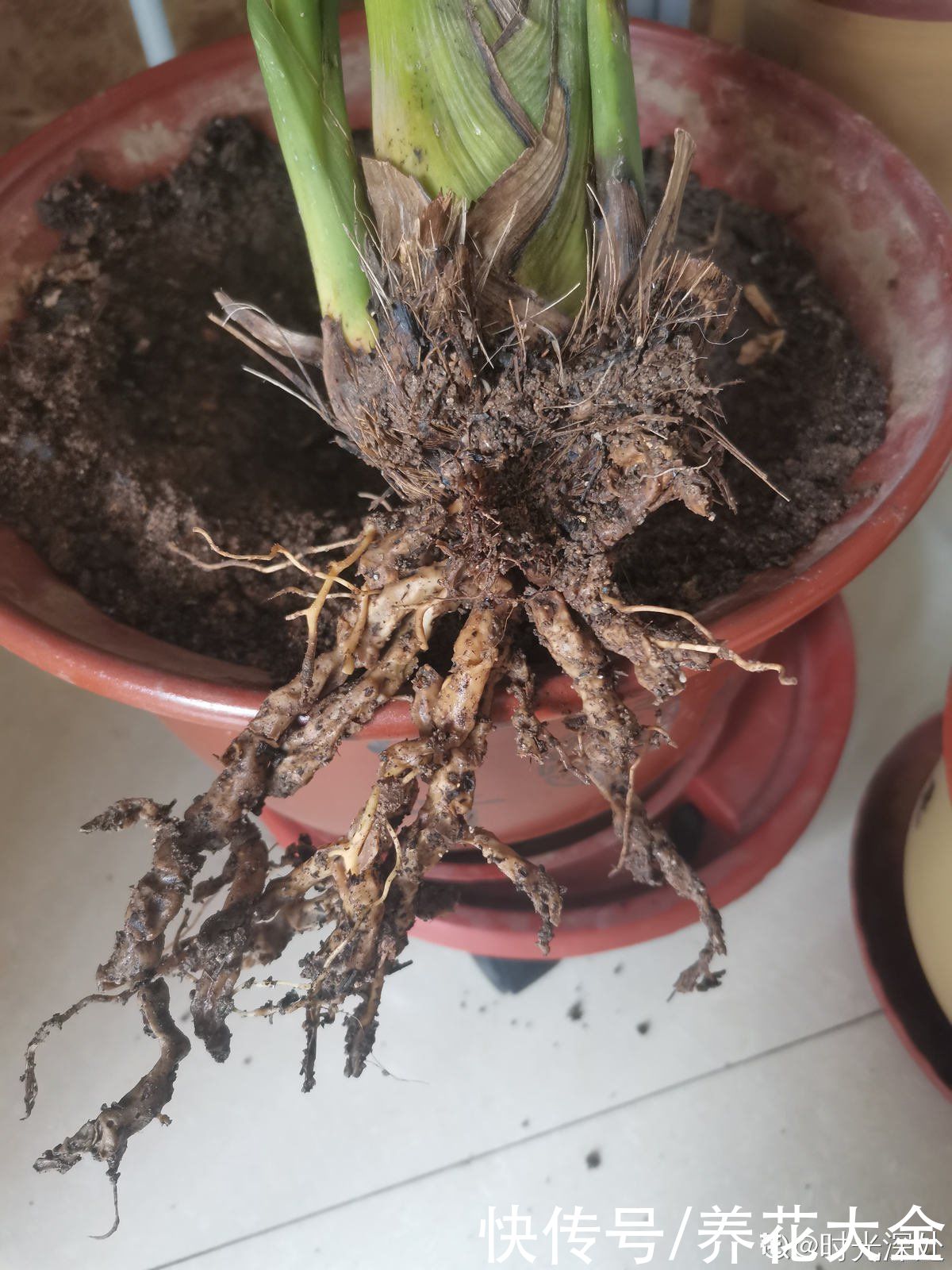 浇水|植物雨季没处躲，勤排水多打理，从此不怕下雨天