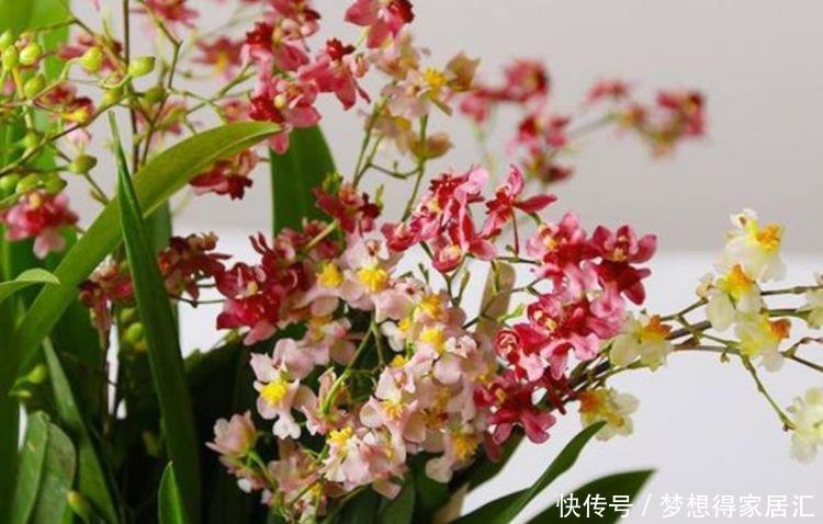 4种花是懒人的最爱,有阳光就爆盆,越养越上瘾!