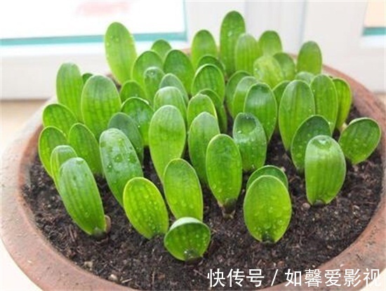 腐叶土|君子兰用这两个方法繁殖，长得快，成活率高