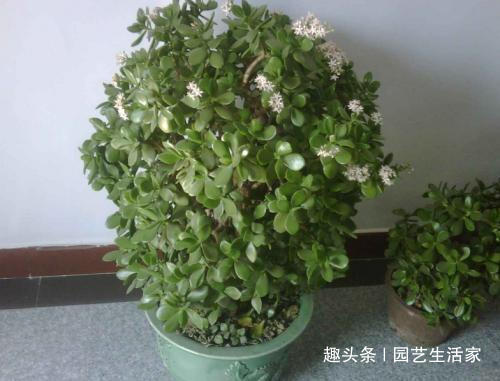 现在就种这三种树,碰土就活,年前长成小盆景!