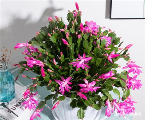 养蟹爪兰掌握小技巧,叶子肥厚长满盆,花骨朵呼呼冒!