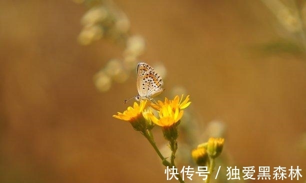 回归|12月，魂牵梦绕，思念成狂，旧爱回归，挽回旧爱，迎接美好明天