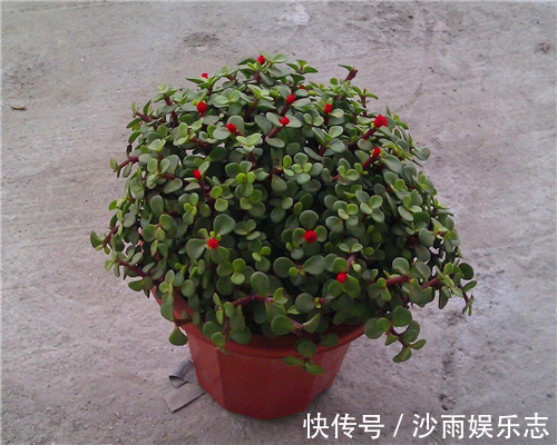 施肥|金枝玉叶也能开花教你3个养护金枝玉叶的妙招,别说没提醒