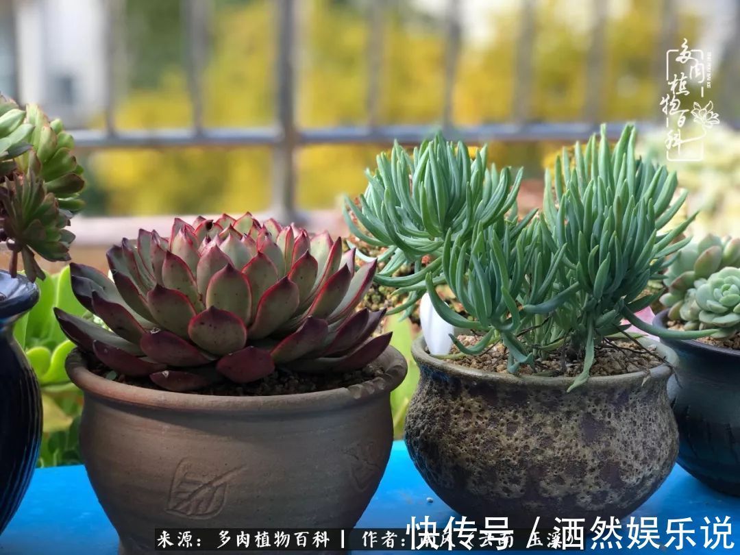 肉友|深秋里,种多肉、赏多肉、会肉友,马不停蹄快乐多!