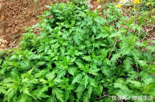 菊花脑鸭蛋汤|人称“菊花脑”,一年到头都有,8元一斤,吃过吗?