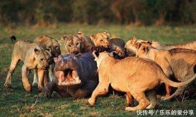 |沙雕动画,搞笑:大学生的周末安排,像极了那个时候的我们!