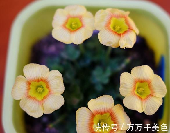 花盆越小开花越好的“皮实”花,塞进小花盆里,好养又好看