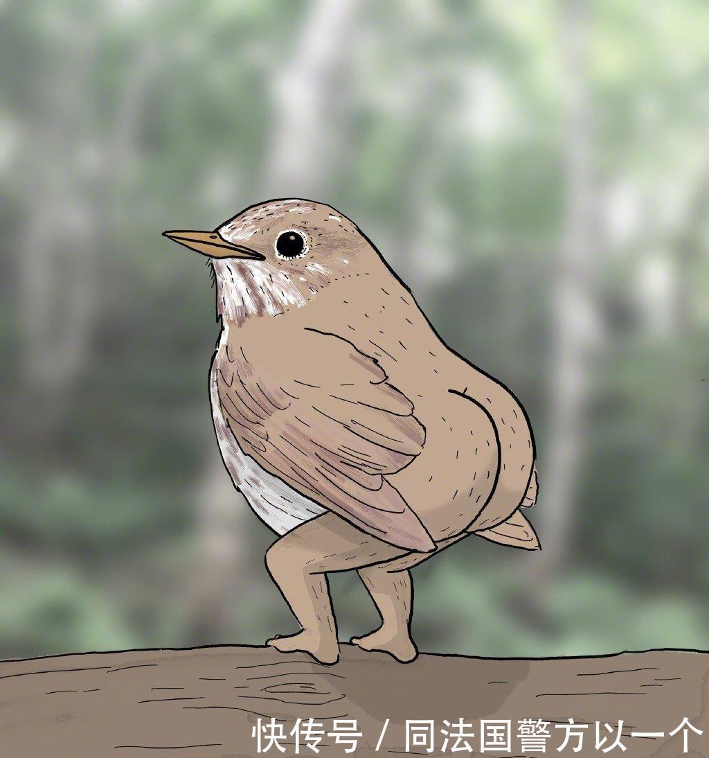 屁股|插画师因为鸟儿看多了,为它们画上屁股,结果被网友们嫌弃了!