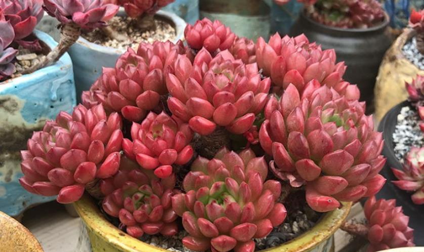 橙梦露|贵州大妈家不足一平方的窗台，摆了几十盆多肉，颜色美爆盆快