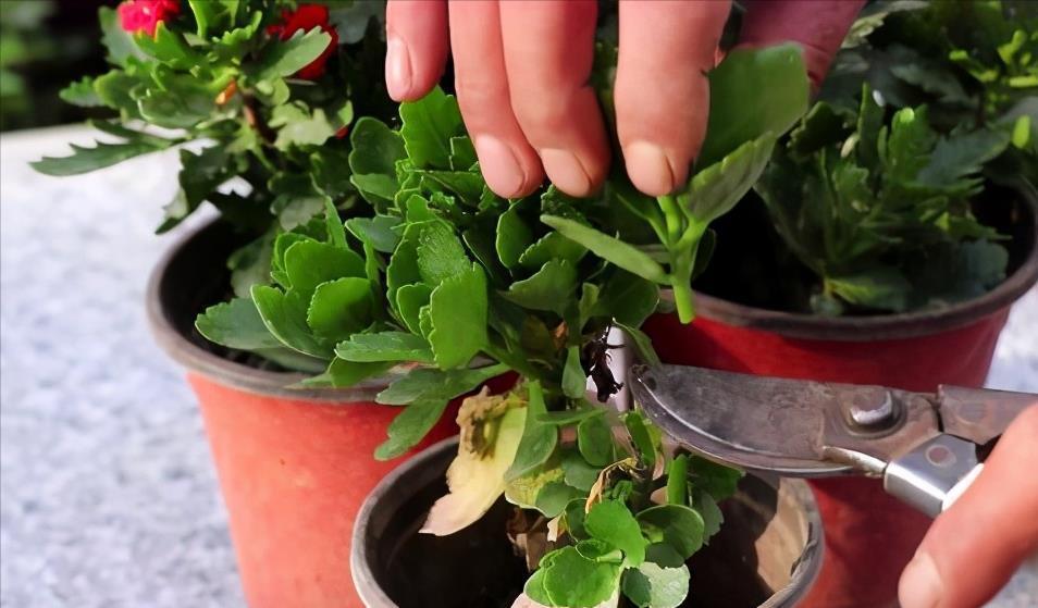 夏天|夏天养长寿花，做4个“要点”，才能安全度夏，天一凉快就开花