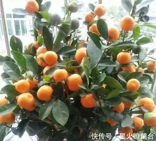 结果多、好养活、不占地方的6种水果，阳台也可以收获满满一大盆