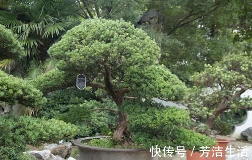 养分|盆景桩材养坯、上盆，基质里加河沙，不仅提高生存率，还促生长