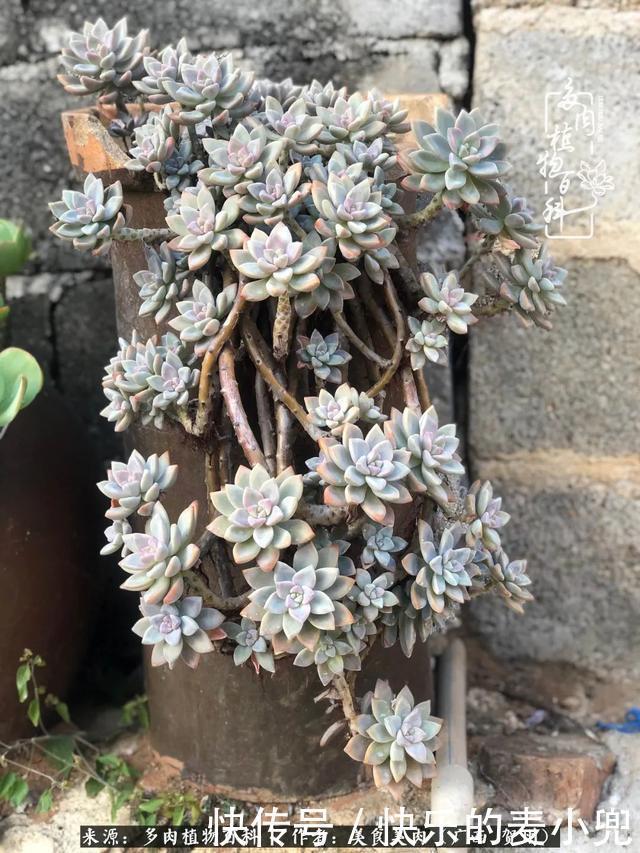 多肉,一位来自神奇大自然的良师益友!