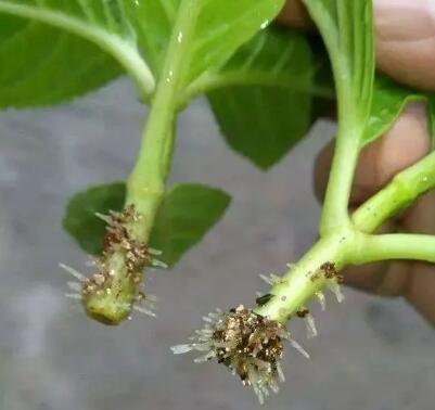 天气越来越凉，赶紧收集点“这东西”，泡泡就是生根水，插啥活啥