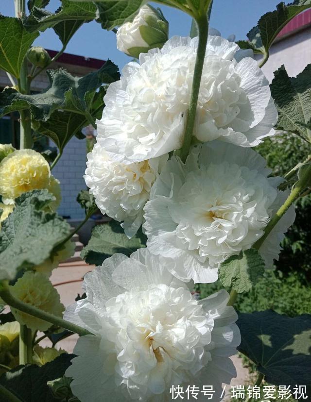 农村人都爱种的5种花，没啥名气，开花却漂亮极了!