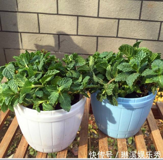 5种花，再喜欢也别搬去“晒太阳”，不然半天就“黄叶”！