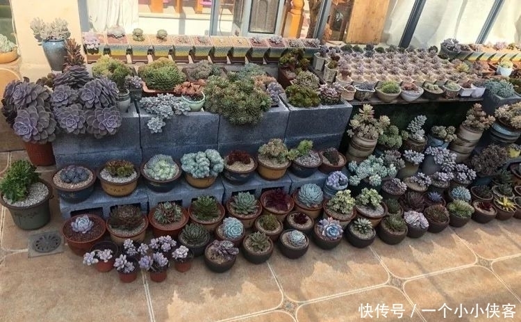 多肉盆栽:强迫症养多肉,必须整整齐齐,一颗也不能乱