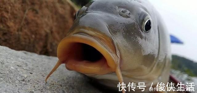 钓鱼|鲤鱼太狡猾不咬钩下次记得用上这招,它再狡猾也会忍不住咬钩