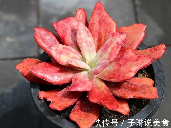 今年最火的奇葩多肉,价格这么贵,还有人抢着买!