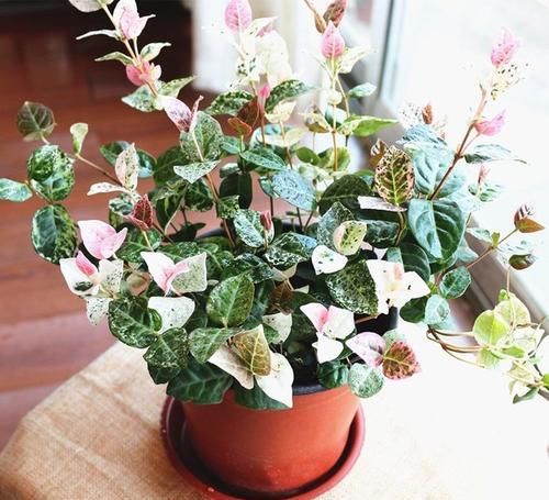 这“花”耐阴又好养,叶比花好看,阳台养一盆,可赏300天