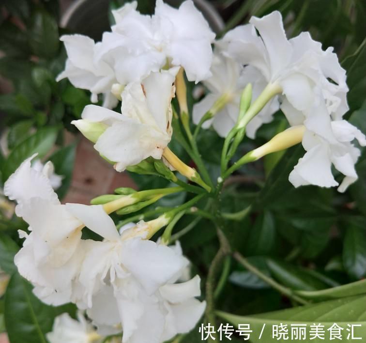 8种花都有“烂名字”，大多人不敢养，被名字耽误了一生的花