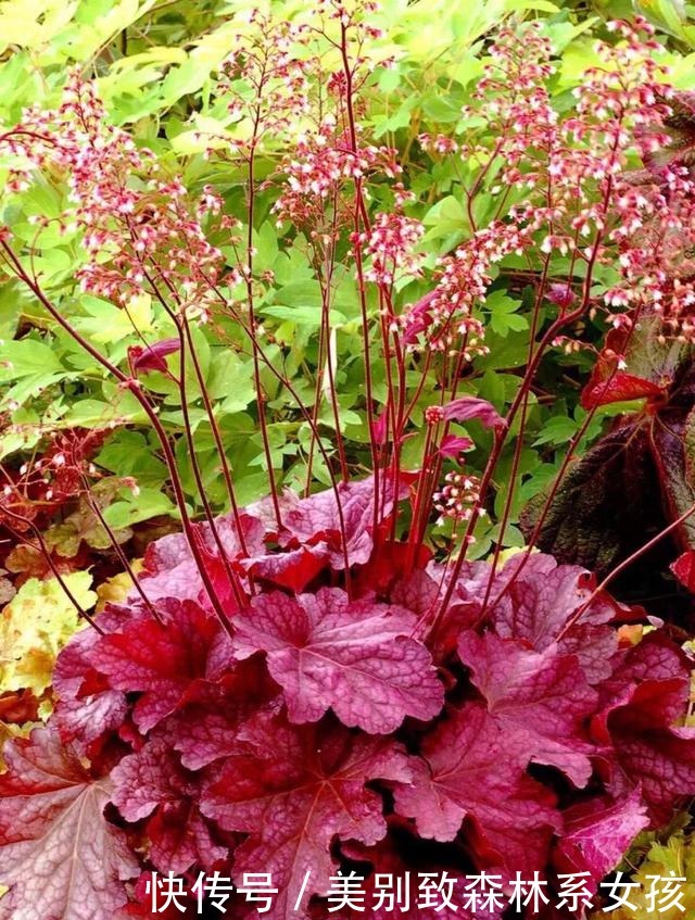 5种漂亮花,夏天不能见太阳,一见软踏踏,赶紧挪地方