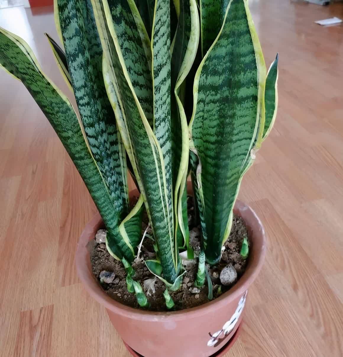 好养活的3种盆栽,一棵养出十棵,不停爆小崽,皮实又好看