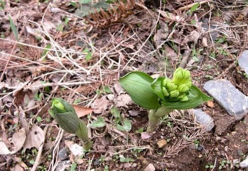 宝铎草生长于林下或灌木丛中花开黄色、绿黄色或白色
