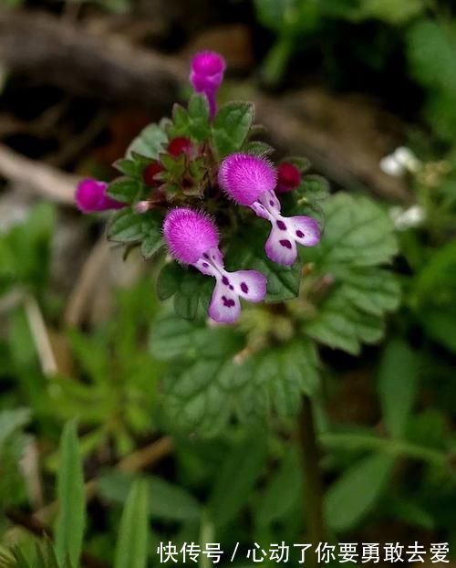 珍珠莲|宝盖草,乡间常见的一种野草,叶片像“宝塔”,一层连一层!