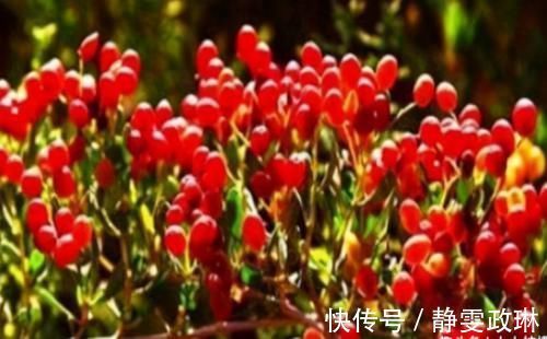 白刺果|女人不想水桶腰，冬天常吃3种食物，刮油清脂，身材越来越好