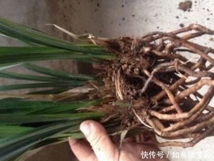 叶绿花艳|在花盆撒点便宜的它,盆栽花卉十年都不烂根,叶绿花艳爱爆盆