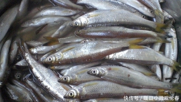 杂鱼|真的可以避免小杂鱼的骚扰吗?一个老钓鱼人的忠告