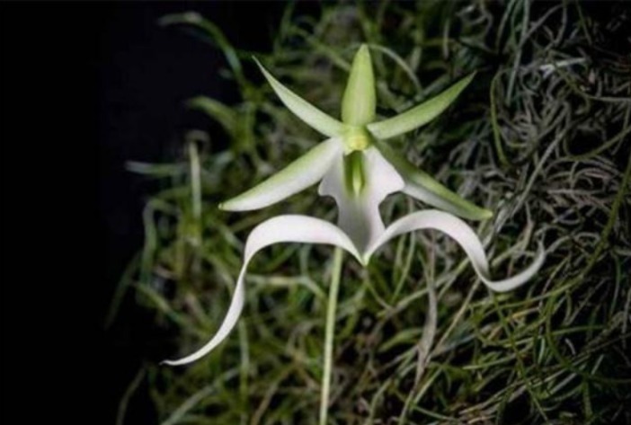 全球最贵兰花,在中国发现,形状怪异,价值1500万