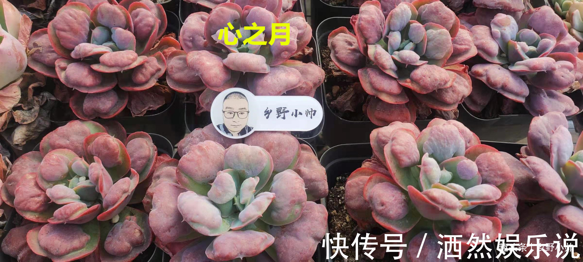 肉肉|多肉迟迟不长新根，有以下4个原因造成，看完长知识了