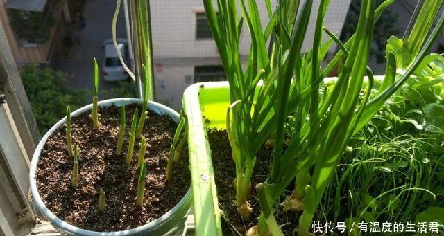 食物发芽|发芽的大蒜、土豆、生姜,是否能吃呢看完你就会懂得了