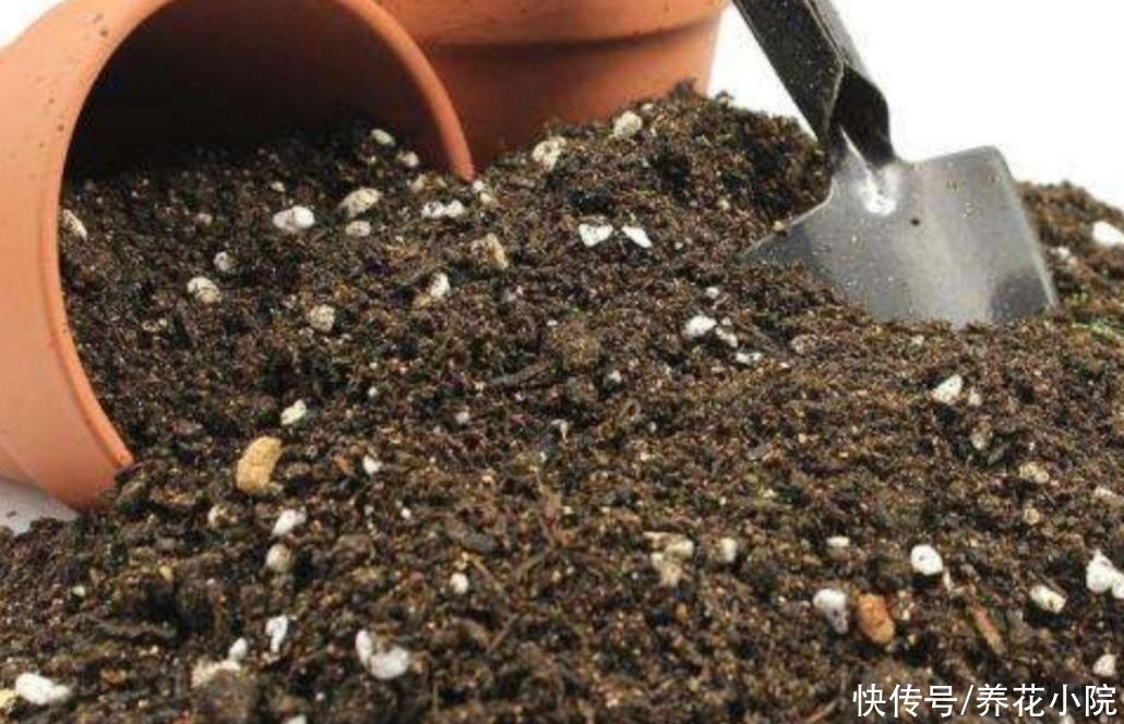 花友们|营养土不用买，几种材料掺一起，养分充足又松软，适合养各种花