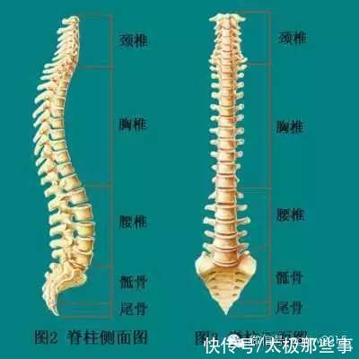 陈氏太极拳图说|陈式太极拳的敛臀、泛臀辨