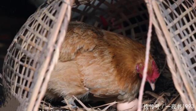 张艺兴|《向往的生活5》张艺兴怕鸡还去掏蛋,是因为杨紫?绯闻CP真拼