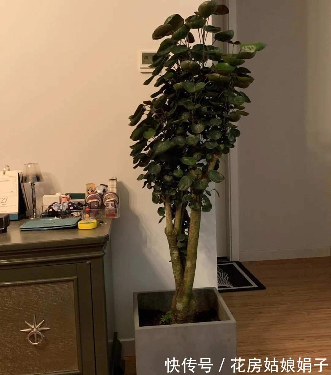 橡皮树|8种观叶植物,耐阴耐旱好养活,30天不晒太阳不浇水,活的很好