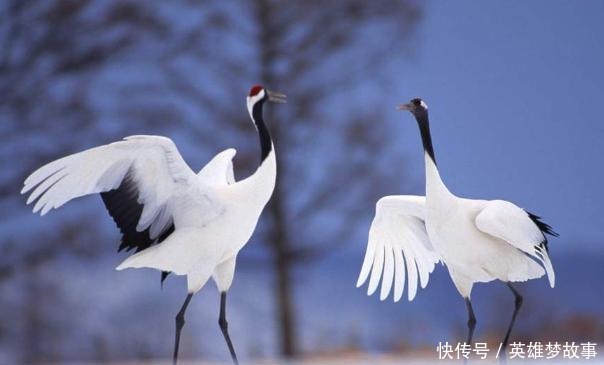 中国选择国鸟时,丹顶鹤人气最高,为什么