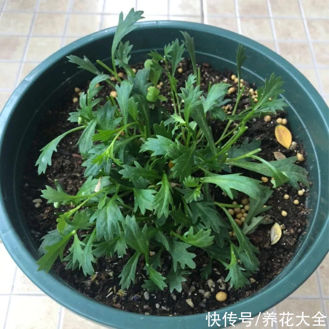 7种“剃头花”，正月下剪刀，下个月就爆盆