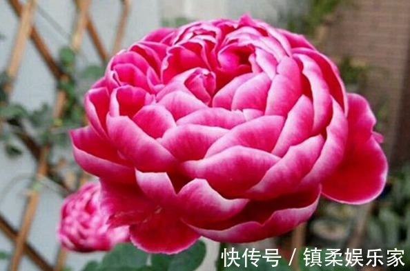 “玫瑰精品”玛丽玫瑰,独特美艳,内敛沉静,可以说是养花必备