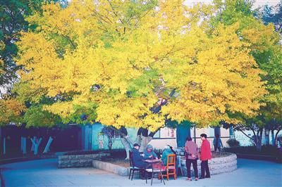 秋天|留住秋天的回忆