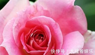 亚历山德拉|喜欢菊花,不如养盆“精品玫瑰”银禧庆典,一次开爆四季开花