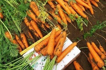 山茱萸山茱萸|对身体很好的3种食物,营养丰富、增强体质,早吃早健康!