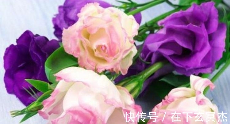 三角梅|家里阳台养此款花,新手也能养爆盆,花香四溢飘满屋,美