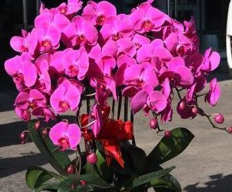 尽量别买3种花,拿回家落花,掉蕾严重,很难伺候