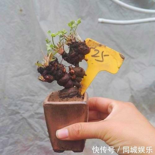 这3种花养成“盆景”价值翻倍，颜值高造型美，谁都试一试